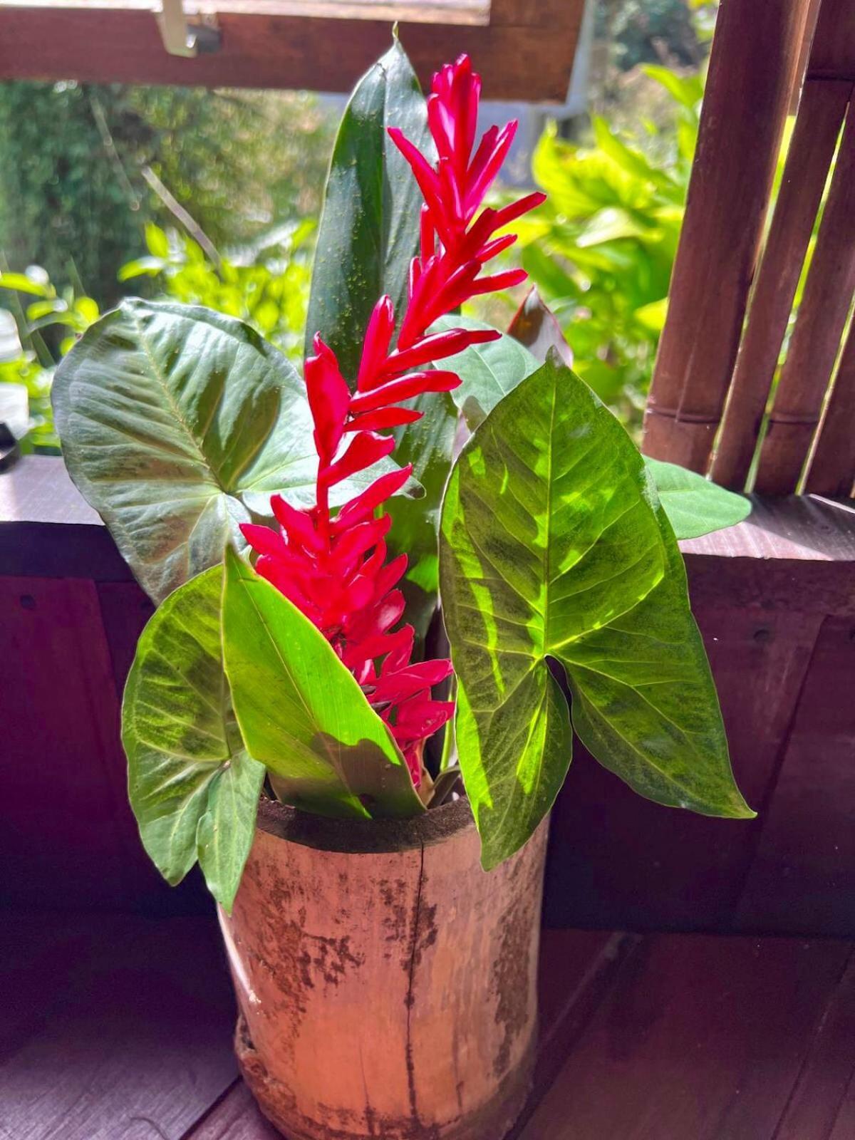 Sitio Simple Life Bed & Breakfast Ubatuba Exterior photo
